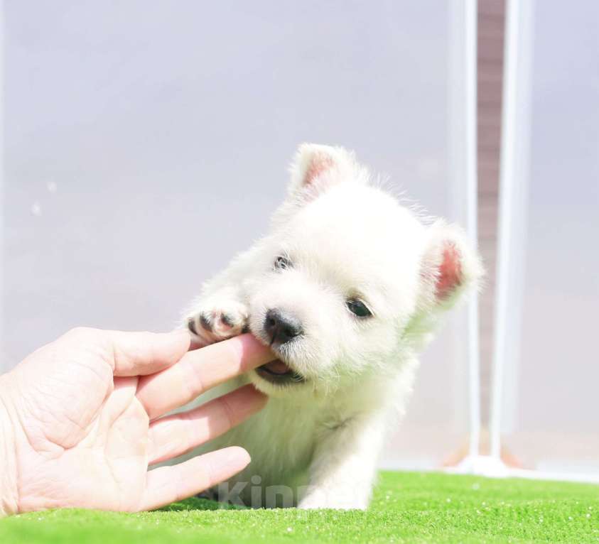 Собаки в Москве: вест хайленд вайт терьер Мальчик, 120 000 руб. - фото 1