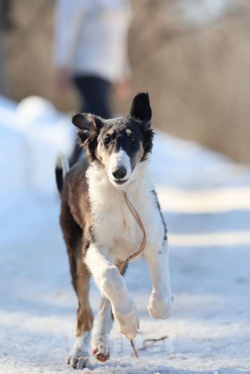 Собаки в Нижнем Новгороде: Русская псовая борзая, щенок Мальчик, 80 000 руб. - фото 4
