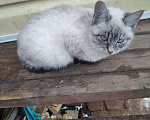 Кошки в Можайске: Котенок 4,5 мес девочка в хорошие руки Девочка, Бесплатно - фото 1