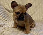 Собаки в Санкт-Петербурге: Супер девочка французского бульдога  Девочка, 40 000 руб. - фото 6