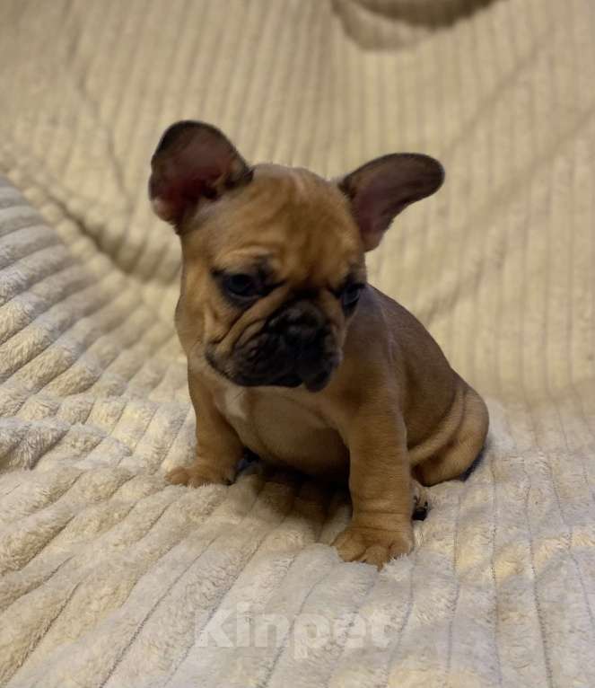 Собаки в Санкт-Петербурге: Супер девочка французского бульдога  Девочка, 40 000 руб. - фото 6