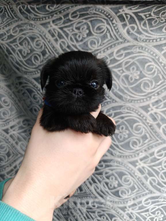 Собаки в Москве: Мальчик бельгийского гриффона  Мальчик, 50 000 руб. - фото 2