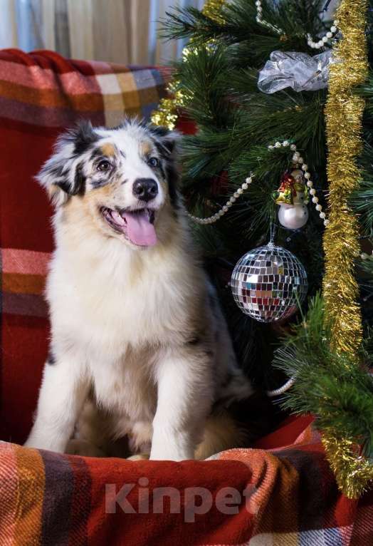 Собаки в Москве: Мальчик аусси щенок Мальчик, 100 000 руб. - фото 2