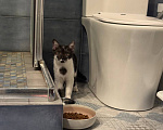 Кошки в Королеве: котенок Пчёлка в добрые руки Девочка, Бесплатно - фото 10