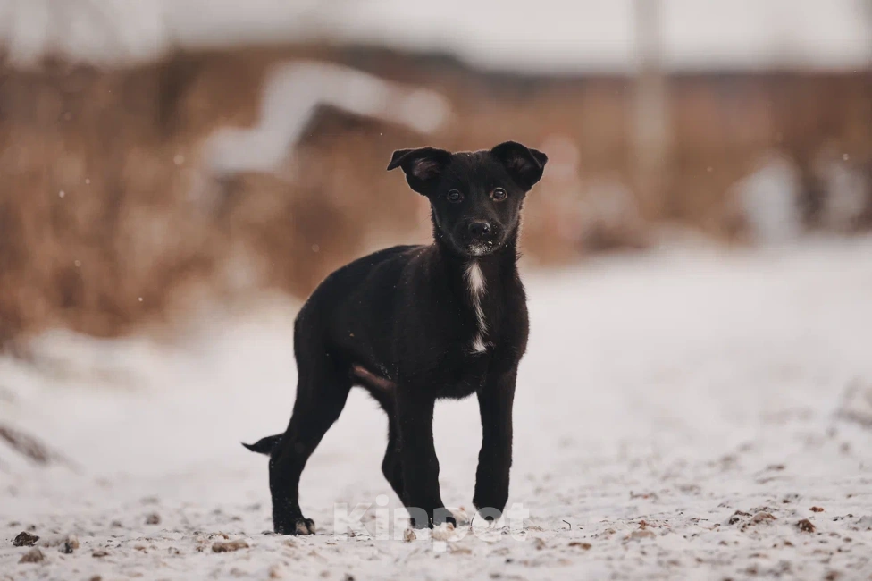 Собаки в Лосином-Петровском: Джемма малышка из Волгорада в мо Девочка, Бесплатно - фото 7
