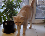 Кошки в Чите: Кот шотландский, 1 руб. - фото 6