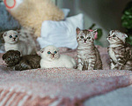 Кошки в Мытищах: Кот на вязку, 3 000 руб. - фото 6