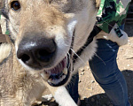 Собаки в Екатеринбурге: Лайка Ласка ищет дом (не для охоты), Бесплатно - фото 8