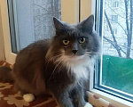 Кошки в Новокубанске: Тина, 100 руб. - фото 1
