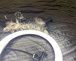 Кошки в Усинске: Черепаховая кошка страйт, 2 500 руб. - фото 2