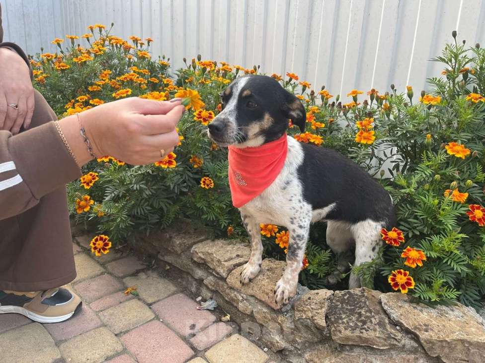 Собаки в Санкт-Петербурге: Ищет дом метис таксы с красивым окрасом Девочка, Бесплатно - фото 9