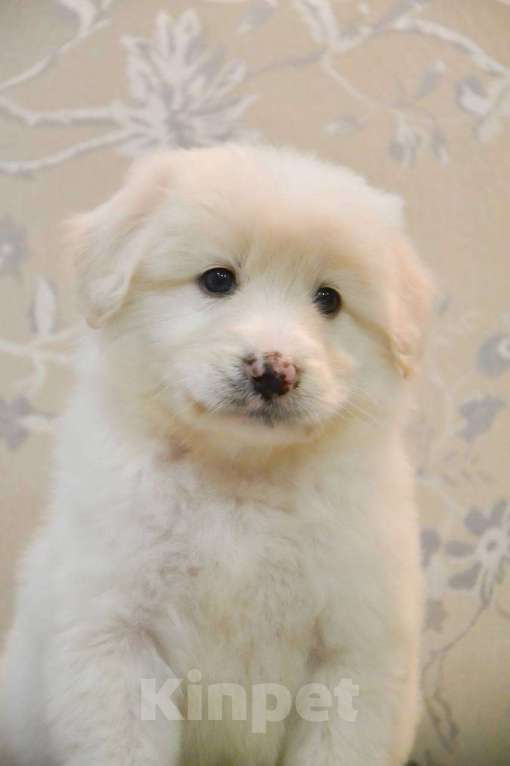 Собаки в Москве: Белая Швейцарская Овчарка щенок  Мальчик, 5 000 руб. - фото 5