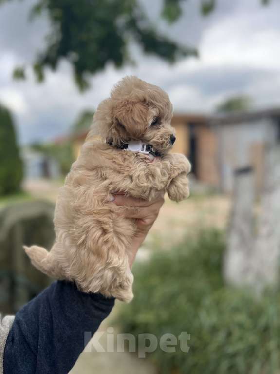 Собаки в других городах Московской области: Мальтипу мальчик f1 Мальчик, 150 000 руб. - фото 2