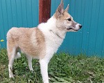 Собаки в Нефтеюганске: Срочно нужен дом Мальчик, Бесплатно - фото 4