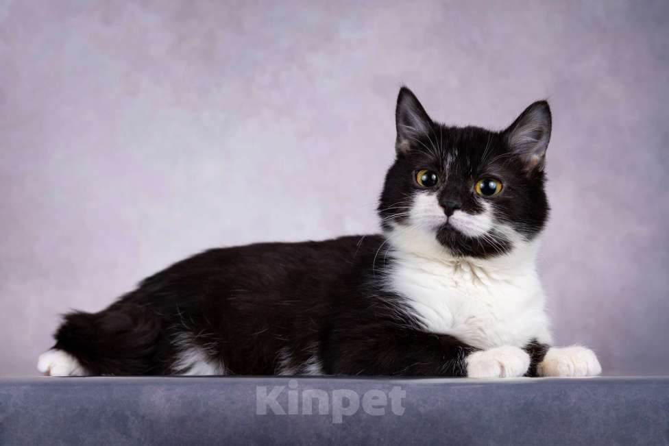 Кошки в Москве: Котенок девочка  Девочка, Бесплатно - фото 7