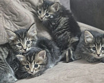 Кошки в Острогожске: ПИТОМНИК КУРИЛЬСКИХ БОБТЕЙЛОВ STAR KUNASHIR Мальчик, Бесплатно - фото 3