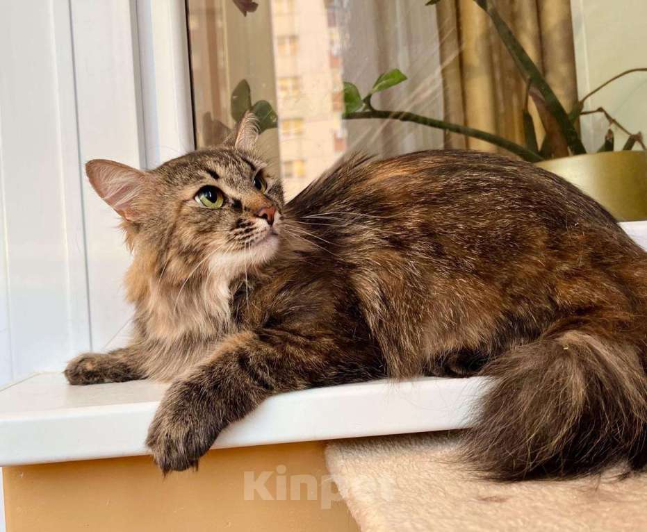 Кошки в Москве: Пушистая кошечка сибирской наружности Джуди в добрые руки Девочка, Бесплатно - фото 2