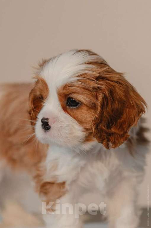 Собаки в Москве: Кавалер кинг-чарльз-спаниель, щенок Мальчик, 100 000 руб. - фото 6