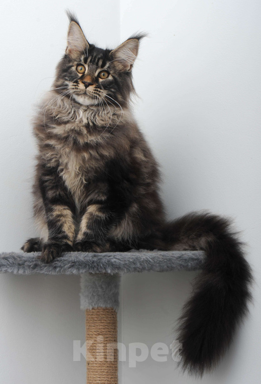 Кошки в Москве: Шубастый котенок мейн-кун  Мальчик, 70 000 руб. - фото 9