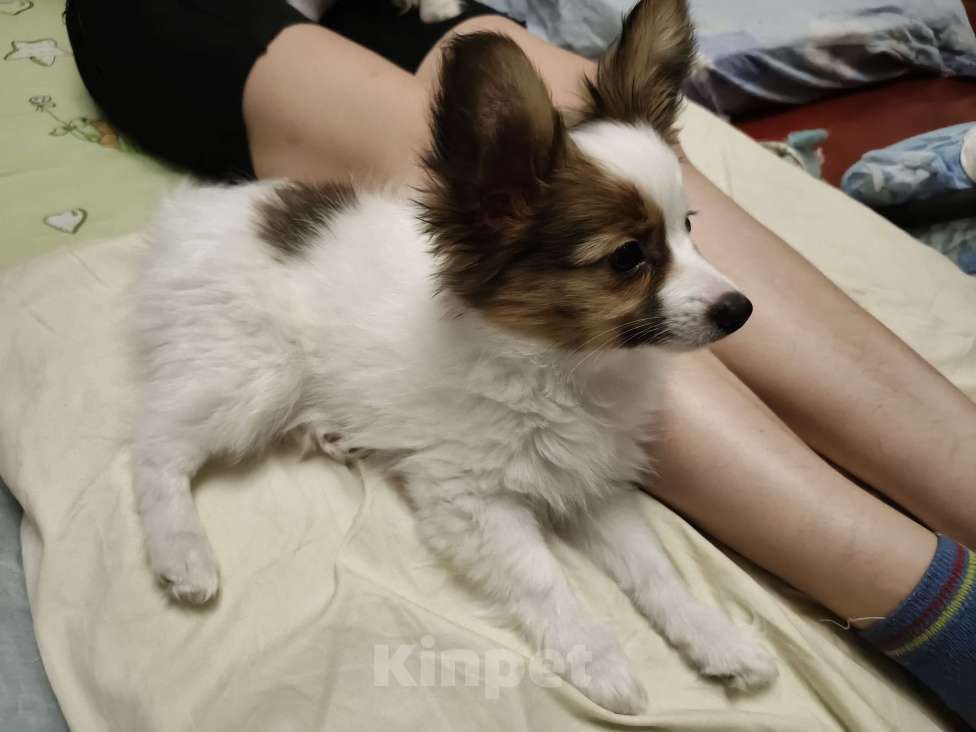 Собаки в Приморско-Ахтарске: Мальчик папийон Мальчик, 20 000 руб. - фото 7