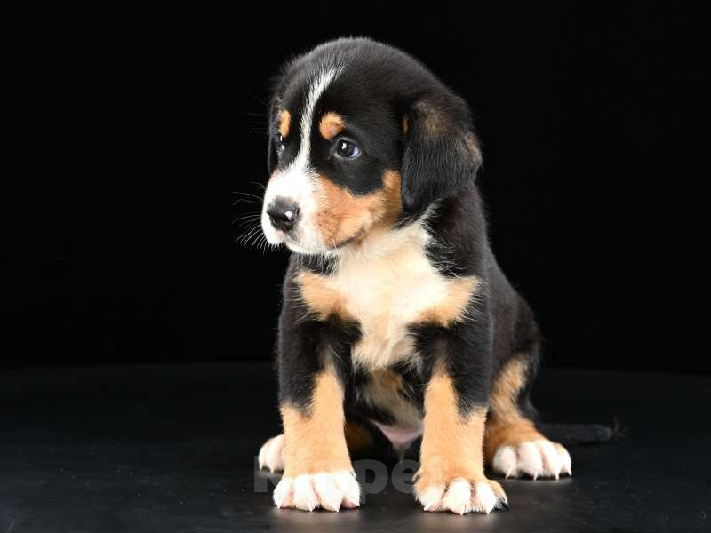 Собаки в Москве: Щенки Большого Швейцарского Зенненхунда Мальчик, 150 000 руб. - фото 1