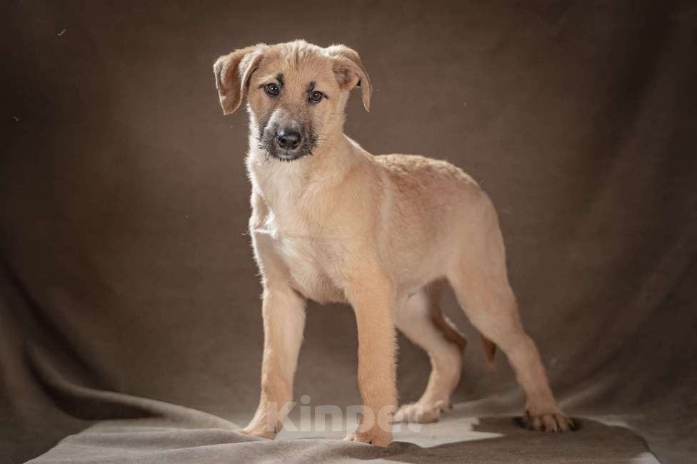 Собаки в Клине: Мачо — мужественный и добрый парень, который хочет стать вашей надёжной опорой и верным другом Мальчик, Бесплатно - фото 3