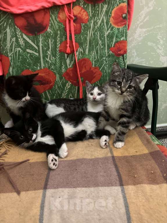 Кошки в других городах Московской области: Отдам в хорошие руки котика, окрас серо- белый! Добрый, ласковый, приученный к лотку! Мальчик, Бесплатно - фото 3