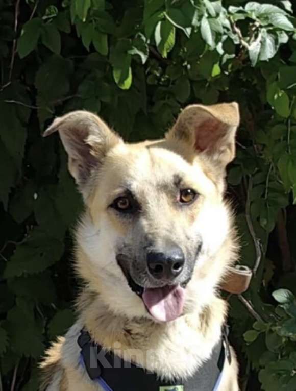 Собаки в Москве: Добрый и ласковый парень Пушок в дар Мальчик, 1 руб. - фото 6