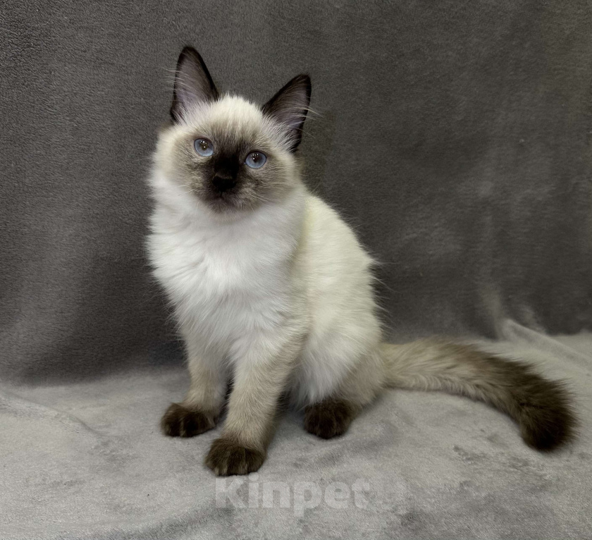 Кошки в Благовещенске: Котенок Невская маскарадная  Мальчик, 43 000 руб. - фото 1