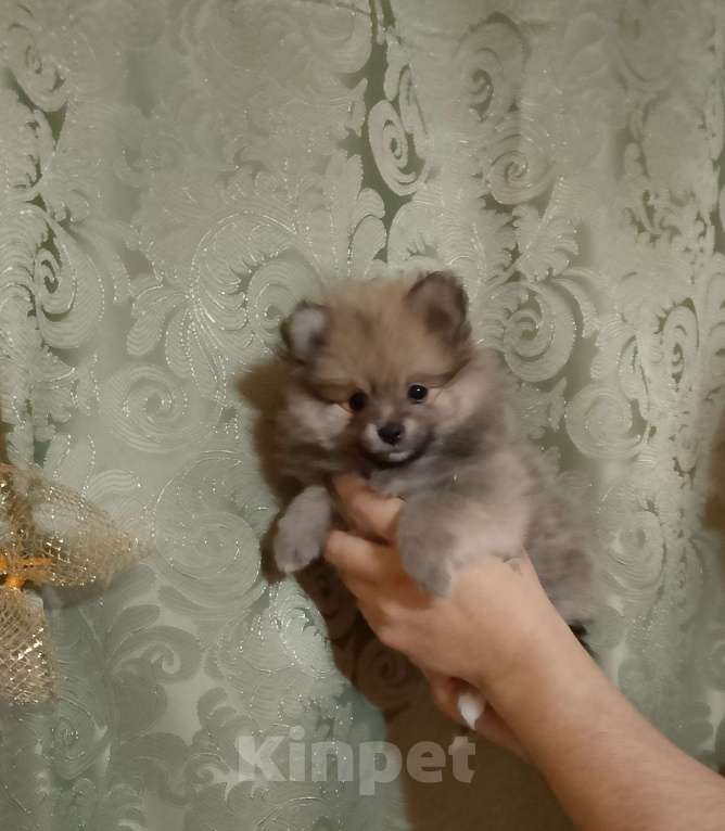 Собаки в других городах Тверской области: Померанский шпиц Девочка, Бесплатно - фото 1