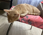 Кошки в Балашихе: Найден кот Мальчик, Бесплатно - фото 1