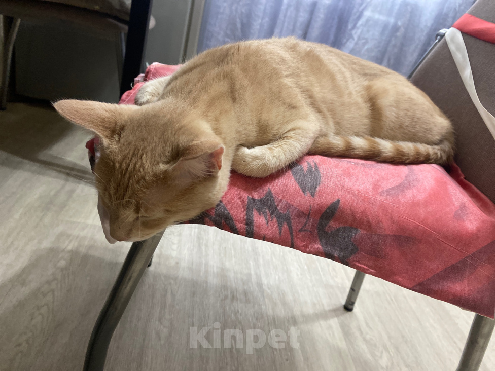 Кошки в Балашихе: Найден кот Мальчик, Бесплатно - фото 1
