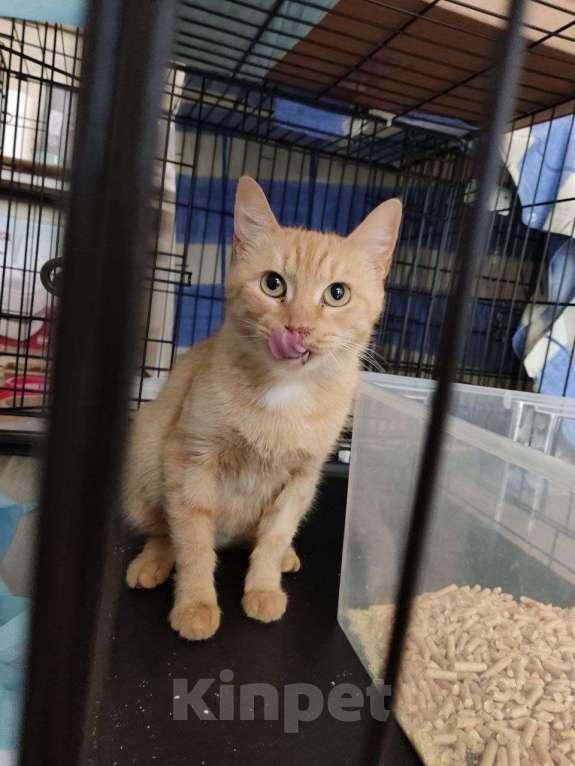 Кошки в Москве: Кошка Рыжка ищет дом Девочка, 10 руб. - фото 5