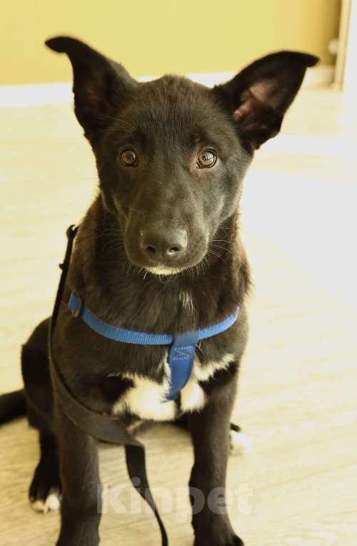 Собаки в Москве: Щенок бесплатно в Москве Мальчик, Бесплатно - фото 8