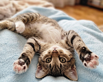 Кошки в Санкт-Петербурге: Кошечка 2.5 месяца Девочка, Бесплатно - фото 2
