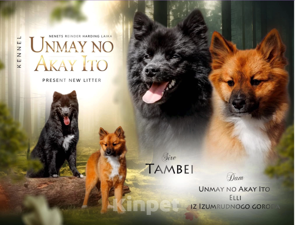 Собаки в Москве: Ненецкая оленегонная лайка. Сука Урания. Девочка, 70 000 руб. - фото 5