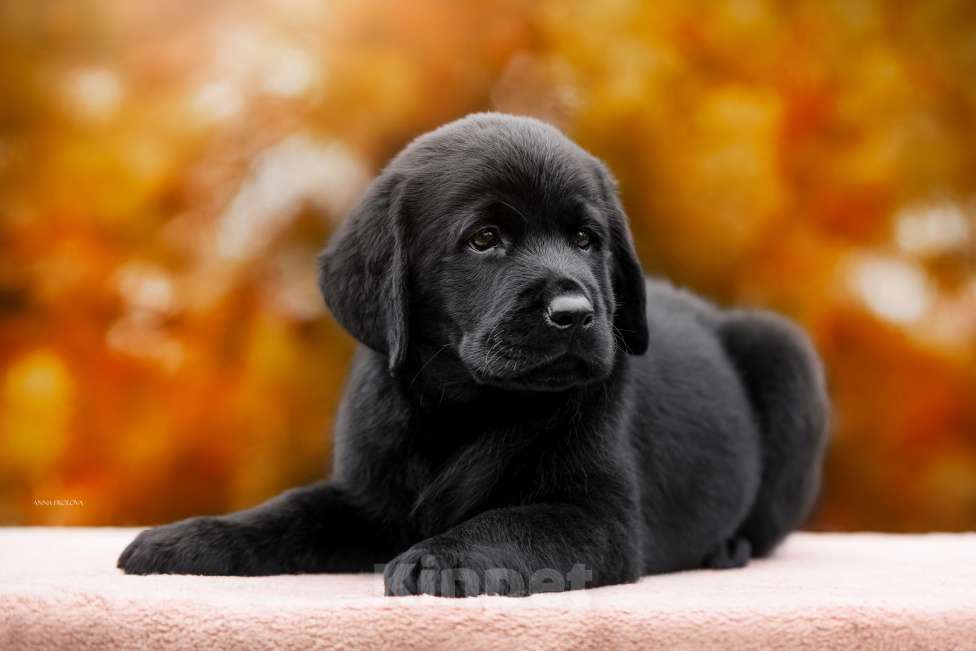 Собаки в Ярославле: Щенок лабрадор,мальчик  Мальчик, 80 000 руб. - фото 5
