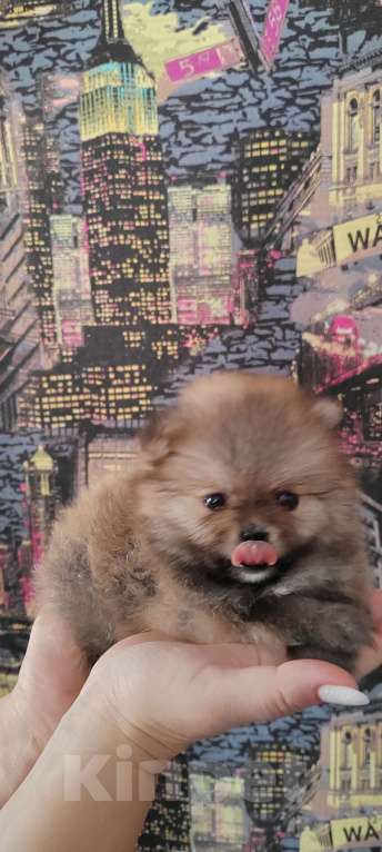 Собаки в Калтане: Померанский шпиц мини. Две чудесные девочки рыжий моболь и крем соболь окрасы Девочка, 35 000 руб. - фото 4