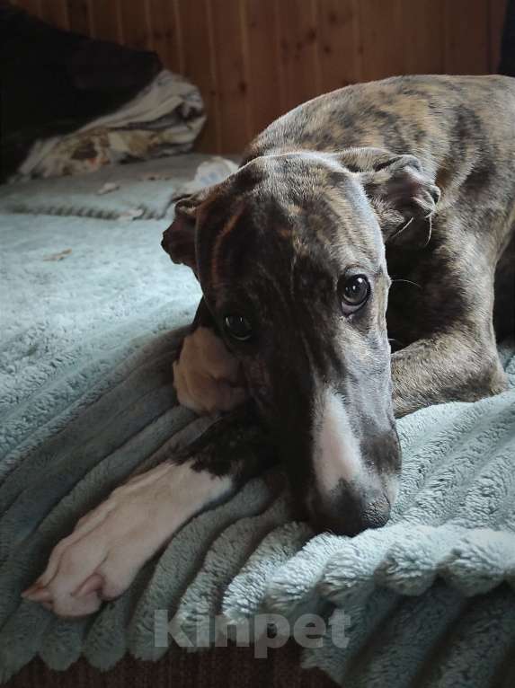 Собаки в Раменском: Уиппет щенок Девочка, 130 000 руб. - фото 2