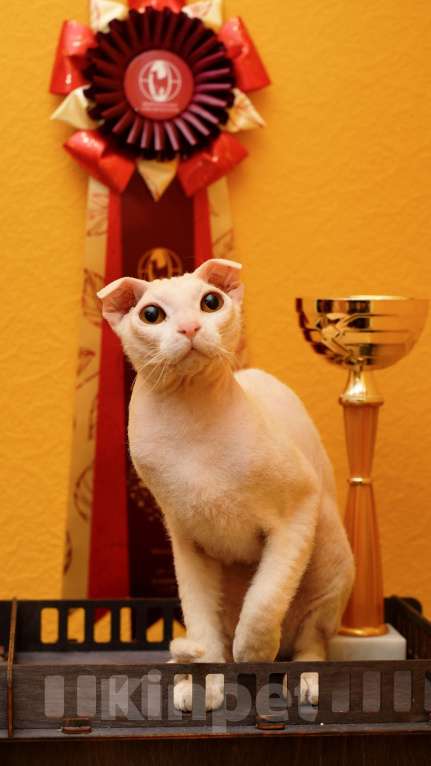 Кошки в Москве: Украинский левкой чистопродный. Документы Мальчик, Бесплатно - фото 5