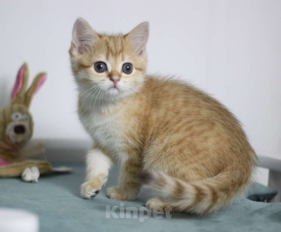 Кошки в Москве: Фисташка Девочка, 35 000 руб. - фото 1