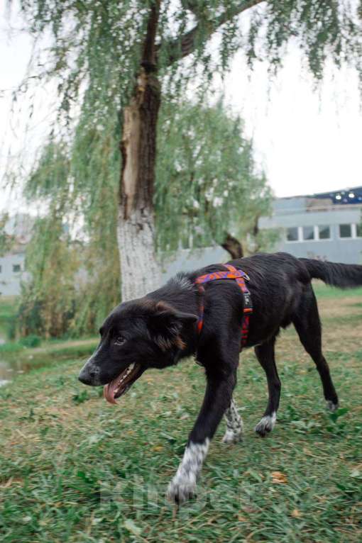 Собаки в Москве: ПО спасён в Грузии и ищет дом Мальчик, Бесплатно - фото 7