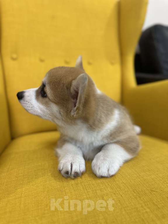 Собаки в Смоленске: Девочка вельш корги пемброк Девочка, 75 000 руб. - фото 4