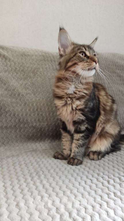 Кошки в Москве: котенок мейн-кун Мальчик, 40 000 руб. - фото 2