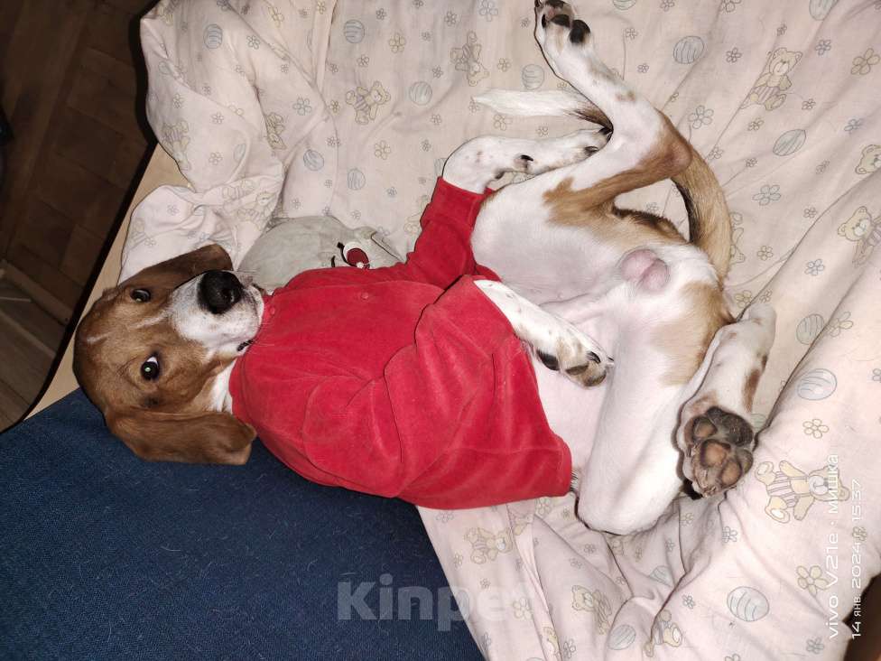 Собаки в Москве: Эстонская гончая мальчик 6 мес. Мальчик, Бесплатно - фото 4