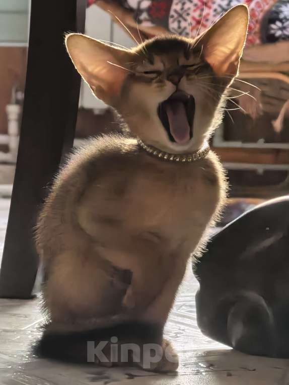 Кошки в других городах Московской области: Абиссинский котик  Мальчик, 75 000 руб. - фото 2