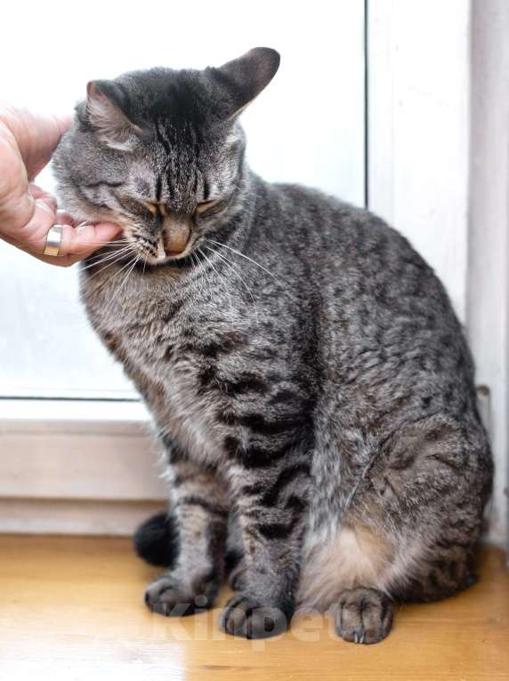 Кошки в Москве: Полосатый ласковый кот Шпрот в добрые руки Мальчик, 1 руб. - фото 3