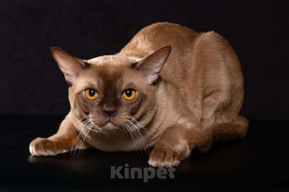 Кошки в Екатеринбурге: Бурманские клубные котята Мальчик, Бесплатно - фото 3
