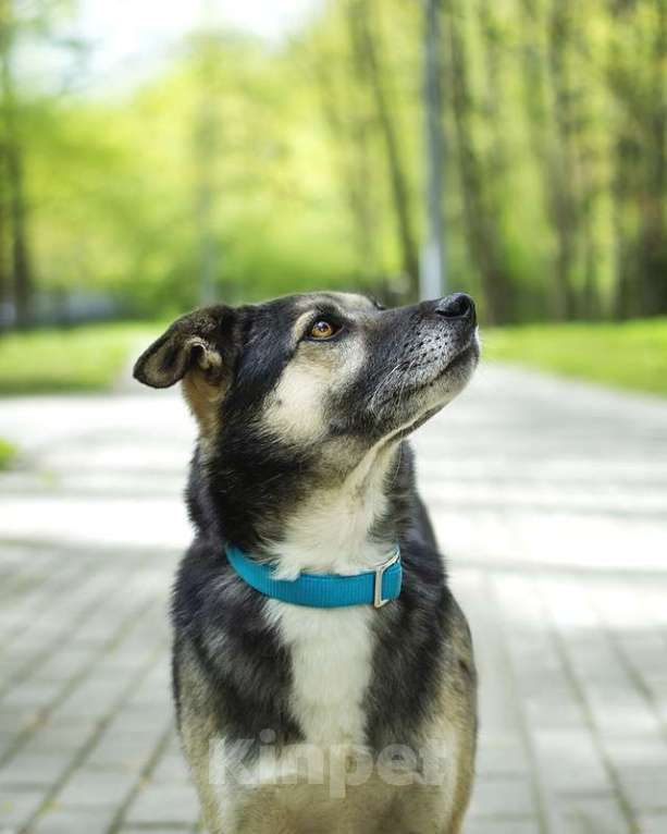 Собаки в Москве: Маленький спокойный пёсик Жорик в добрые руки Мальчик, Бесплатно - фото 4