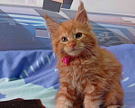 Кошки в Омске: Котята породы мейн-кун Девочка, 5 000 руб. - фото 2
